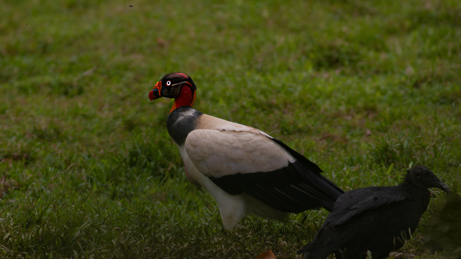 King Vulture